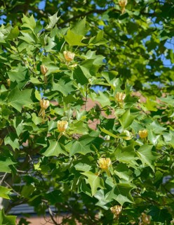American tulip tree (Liriodendron tulipifera), Bundessorteamt, Marq testing centre, Germany