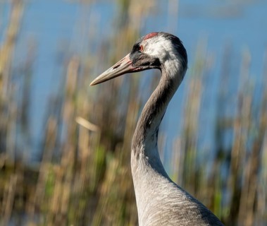 Crane (Grus grus), portrait, foraging in the shallow water zone of a lake, Lower Saxony, Germany