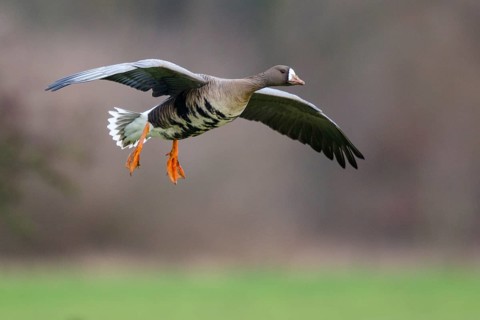 Greater White-fronted Goose (Anser albifrons) flying, North Rhine-Westphalia, Germany