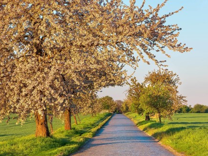 Country road with cobblestones through green fields lined with blooming cherry trees in the morning