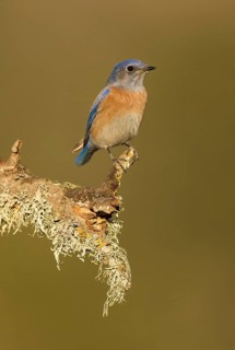 Western Bluebird (Sialia mexicana), California, USA