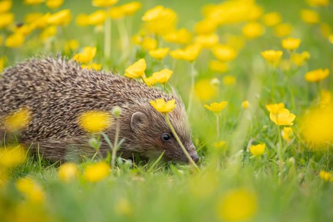 European hedgehog (Erinaceus europaeus) adult animal amongst yellow buttercup flowers in a meadow