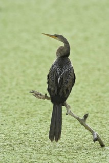 Anhinga (Anhinga anhinga), Florida, USA