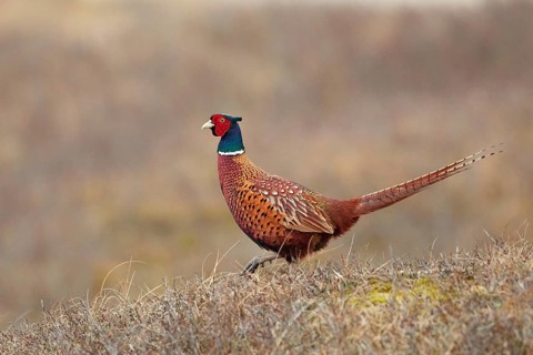 Common Pheasant (Phasianus colchicus) male, North Holland, Netherlands