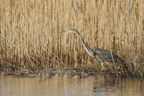 Purpurreiher (Ardea purpurea) Purple Heron