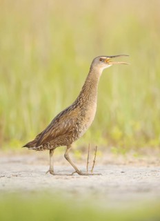 Clapper Rail (Rallus crepitans) calling, Texas, USA
