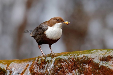 White-throated Dipper, Cinclus cinclus, brown bird with white throat in the river, waterfall in the