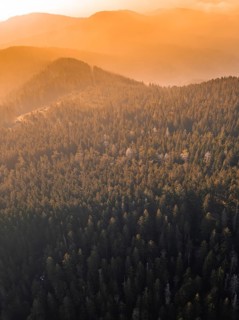 Dense forest on mountainous terrain in warm sunlight, Calw district, Black Forest, Germany