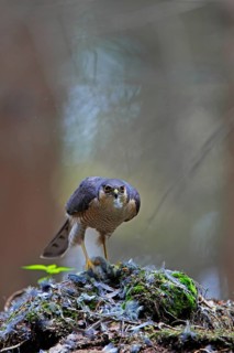 Sperber lat. Accipiter nisus; Männchen am Beuteübergabeplatz beim Rupfen eines Kleinvogels