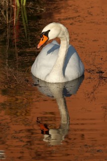 Mute Swan (Cygnus olor), Rhineland-Palatinate, Germany