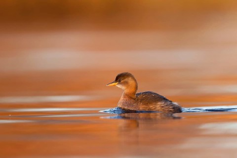 Little Grebe (Tachybaptus ruficollis), Utrecht, Netherlands