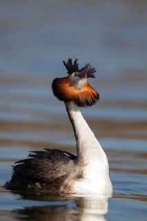 Great crested grebe (Podiceps cristatus) adult bird displaying on a lake, England, United Kingdom