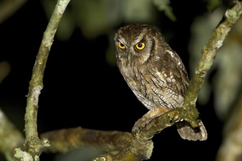 Tropical Screech Owl (Megascops choliba), Ecuador