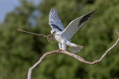 Slider (Elanus caeruleus), with nesting material, Extremadura, Spain
