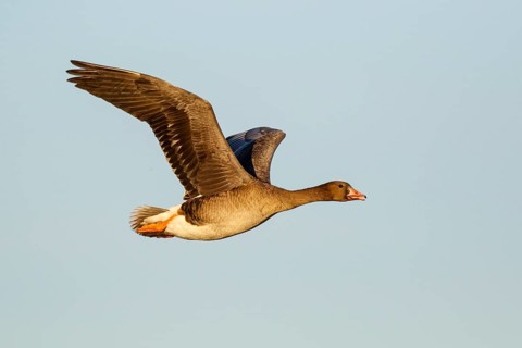 Greater White-fronted Goose (Anser albifrons) juvenile flying, North Rhine-Westphalia, Germany