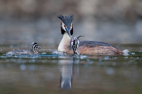 Great Crested Grebe (Podiceps cristatus) feeding chicks, North Rhine-Westphalia, Germany