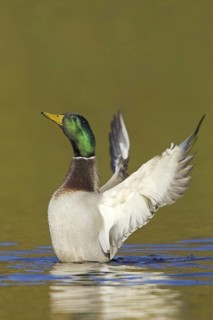 Mallard (Anas platyrhynchos) male, British Columbia, Canada
