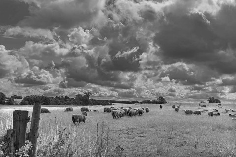 Black-headed sheep (Ovis gmelini aries) on pasture, cloudy sky, Mecklenburg-Western Pomerania,