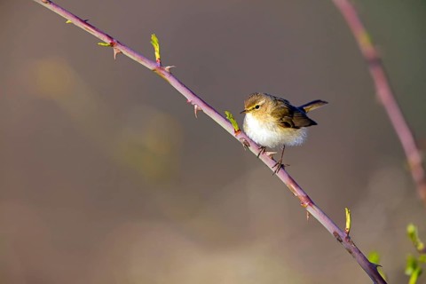 Chiffchaff, (Phylloscopus collybita), (Phylloscopus collybitus), willow warbler, songbird, perch,