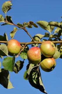Ripe red apples hanging ready for harvest on a tree in front of a blue sky, fruit tree, orchard,