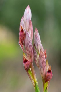 A detailed photograph of a Serapias orchid, showcasing its unique, hooded red flowers against a