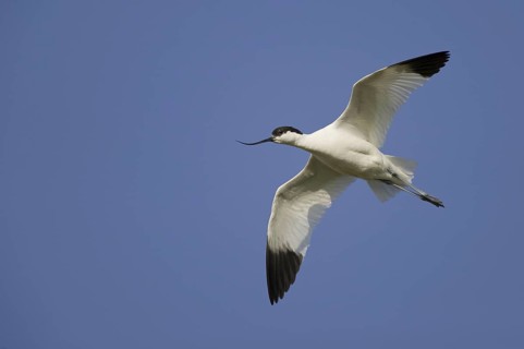 Pied Avocet (Recurvirostra avosetta) flying, Texel, Netherlands