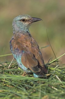European Roller (Coracias garrulus), Oman