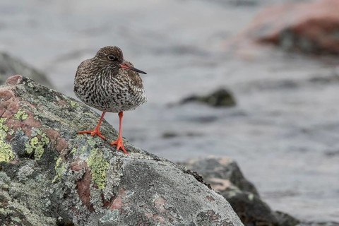 Common Redshank (Tringa totanus), Dalarna, Sweden