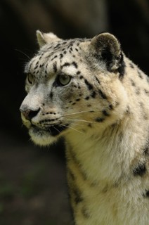 Snow leopard in side view with concentrated expression, in front of dark background, snow leopard