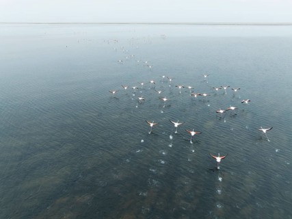 Greater Flamingos (Phoenicopterus ruber) at the wetlands of the Walvis Bay lagoon. Aerial view.