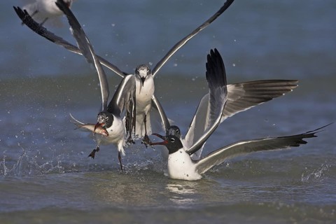 Laughing Gull (Leucophaeus atricilla), Florida, USA