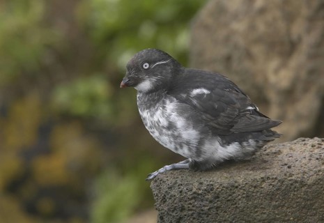 Least Auklet (Aethia pusilla), Alaska, USA