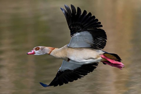 Nile Goose, (Alopochen aegyptiacus), animals, birds, geese, Luisenpark, Mannheim,