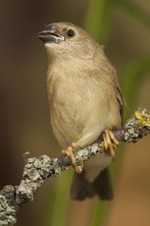 Star Finch (Neochmia ruficauda) juvenile