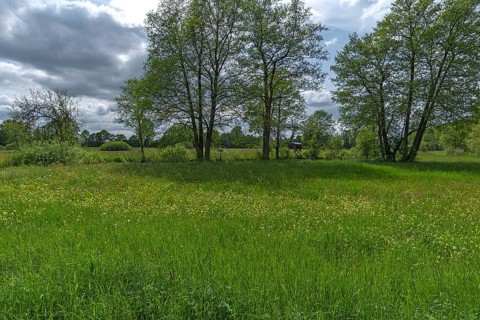 Landscape with wildflower meadow, Schrobnenhausen, Upper Bavaria, Germany