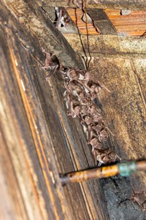 Common vampire bat (Desmodus rotundus) Pantanal Brazil