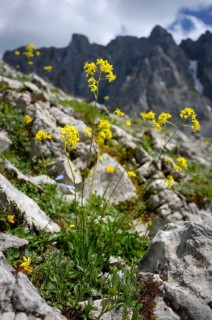 Yellow spectacled weed (Biscutella) on calcareous soils in the high mountains of the Wilder Kaiser,