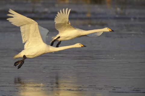 Whooper Swan (Cygnus cygnus) flying, Lower Saxony, Germany