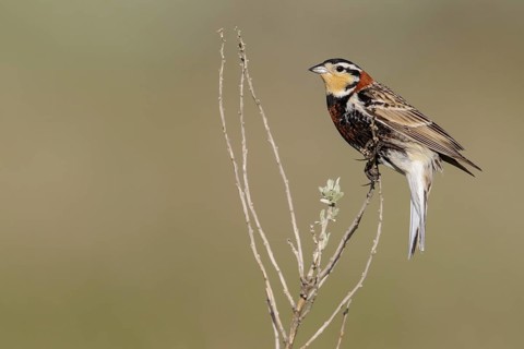 Chestnut-collared Longspur (Calcarius ornatus) perched on a branch in Alberta, Canada
