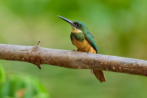 A colourful bird sitting on a branch in green surroundings, Rufous-tailed jacamar (Galbula