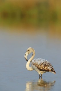 Pink flamingo, (Phoenicopterus ruber), Phoenicopterus roseus, animals, birds, flamingo, biotope,
