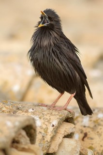 Spotless Starling (Sturnus unicolor) calling from roof, Castile-La Mancha, Spain