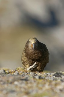 Kea (Nestor notabilis)