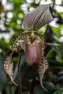 Venus Slipper orchid (Paphiopedilum Lord Derby), Berggarten Hannover, Lower Saxony, Germany
