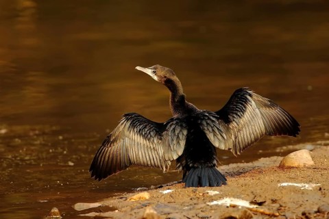Indian Cormorant (Phalacrocorax fuscicollis), Rajasthan India