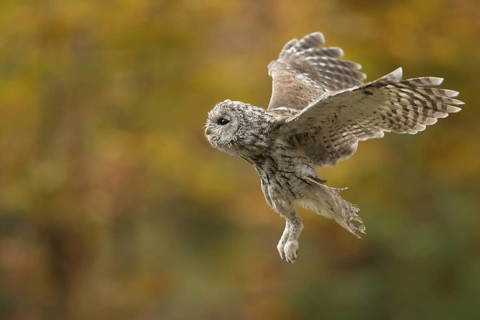 Vor herbstlicher Kulisse... Waldkauz *Strix aluco*