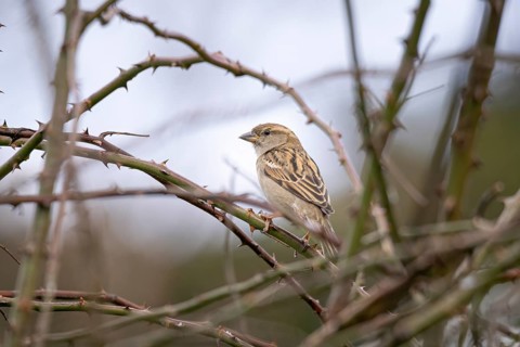 A sparrow (Passeridae) sitting on a thorny branch in a quiet natural environment, Ternitz, Lower
