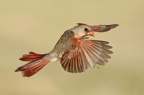 Northern Cardinal (Cardinalis cardinalis) female flying, Texas, USA