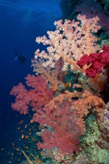 Hemprich's tree coral (Dendronephthya hemprichi), diver in the background, dive site Habili Jaffa,