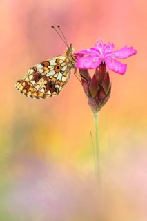 Small Pearl-bordered Fritillary (Boloria selene) butterfly on blossom, Bavaria, Germany